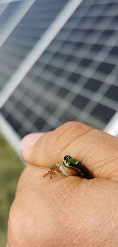 Close-up of a frog on a hand against a solar panel, symbolizing nature and technology.