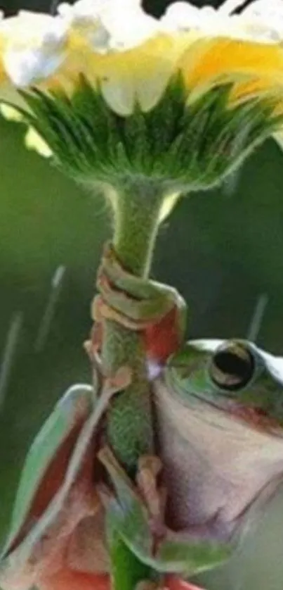 A cute frog clings to a flower in the rain.