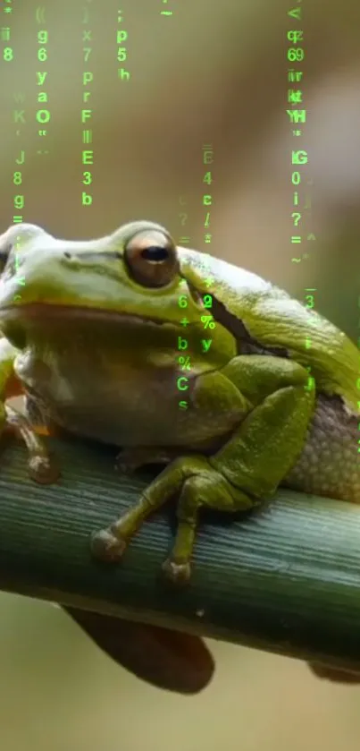 Frog sitting on branch in falling matrix code.