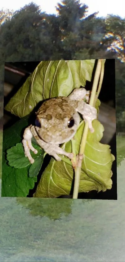 Frog perched on green leaves with forest backdrop.