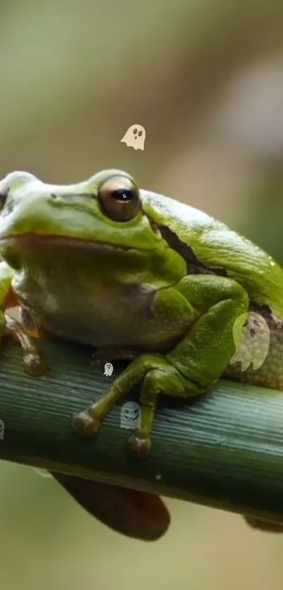 Frog True Frog Organism Live Wallpaper