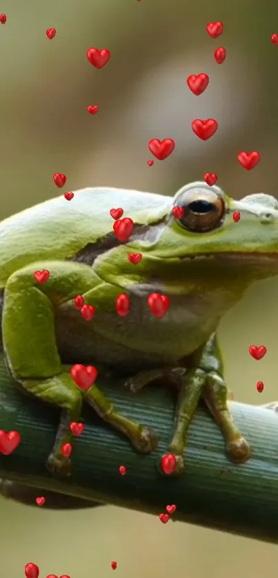 Green frog on bamboo surrounded by red hearts.