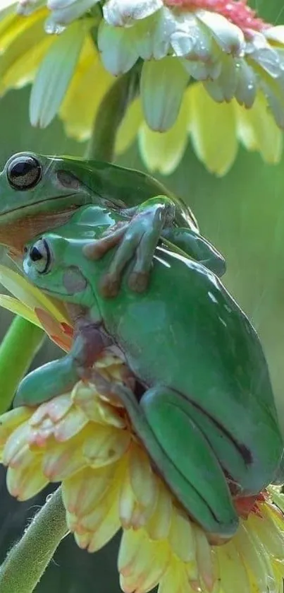 Two green frogs sitting on a daisy in the rain.