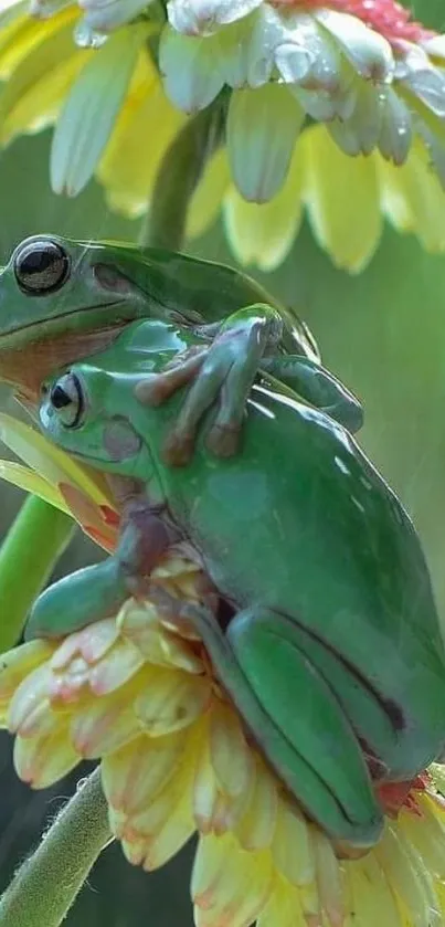 Two green frogs on a flower in rain, creating a serene nature scene.