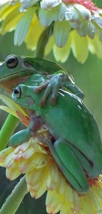 Green frogs on a vibrant yellow flower with raindrops.