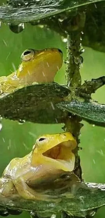 Frogs taking shelter under green leaves.