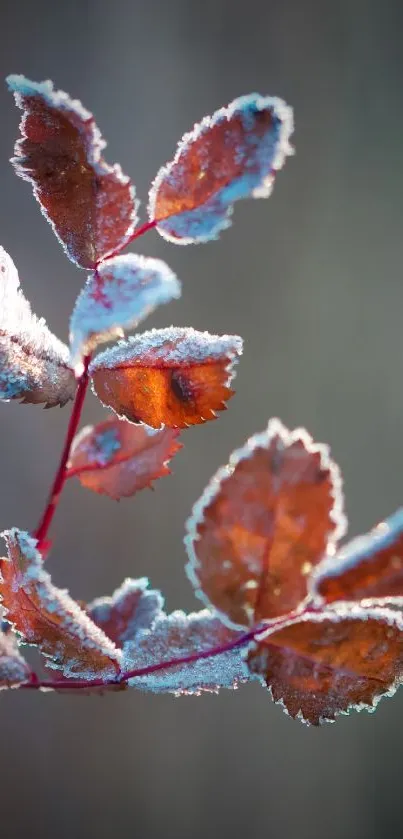 Frosted orange autumn leaves against a blurred background.