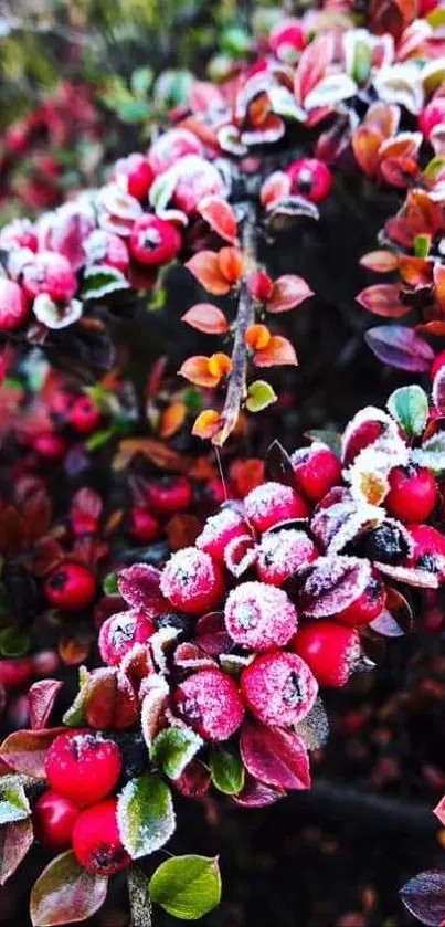 Close-up of frosted red berries and leaves on a bush.