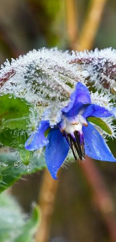 Frosted flower with vibrant blue petals.