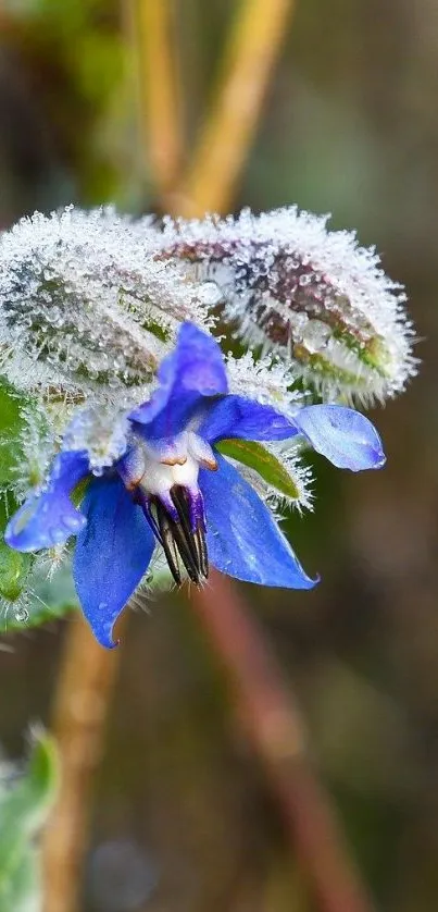 Frost-covered blue flower in natural setting