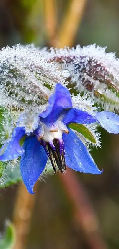 Close-up of a frosted blue flower with intricate ice details.