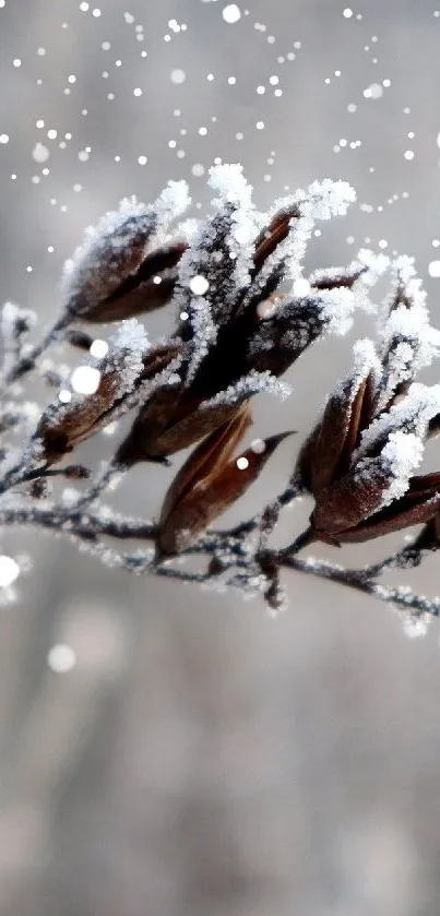 A delicate frosted branch against a soft gray background.