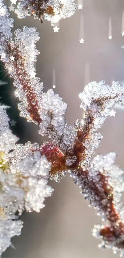 Frosted branch with ice crystals and stars on mobile wallpaper.