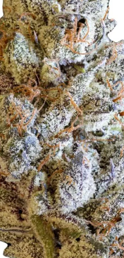 Close-up image of a frosted cannabis bud with vibrant colors and crystal texture.