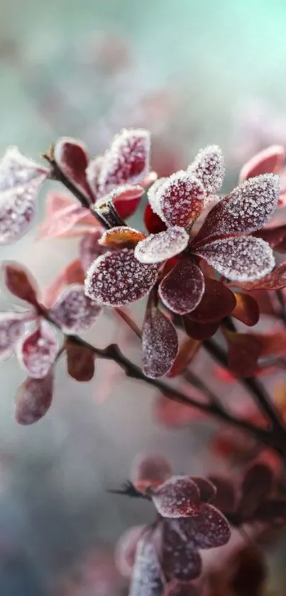 Frosted pink flowers with blurred background on mobile wallpaper.