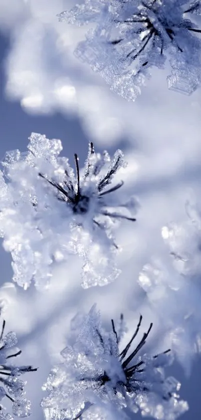 Close-up of frosted flowers in icy blue.