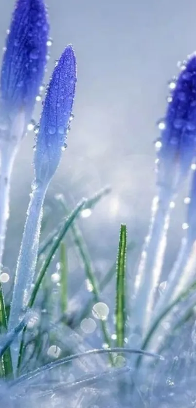 Frosted blue flowers with ice crystals on a serene natural background.