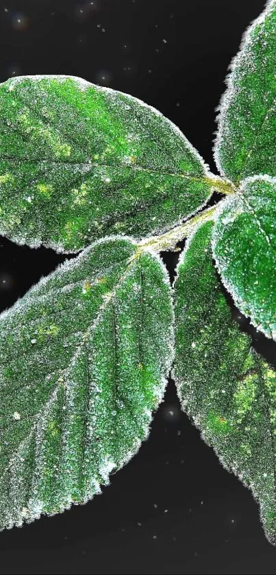 Frosted green leaf on dark background, perfect for nature wallpaper.