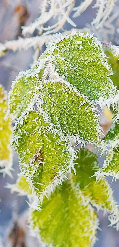 Close-up of frosted green leaves in winter.