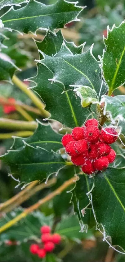 Frosted holly and red berries close-up.