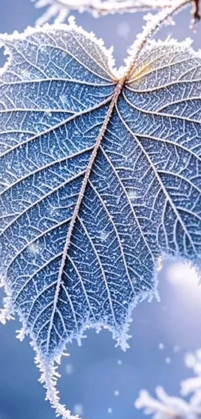 Close-up of a frosted leaf against a winter background.