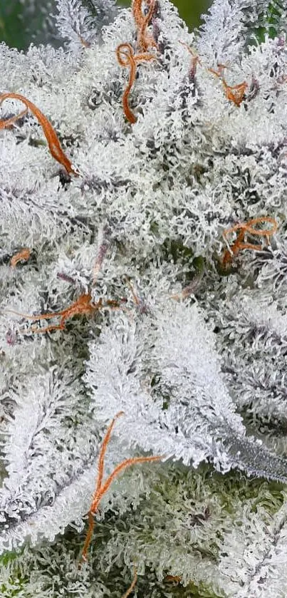 Intricate frosted white leaves with orange strands on mobile wallpaper.