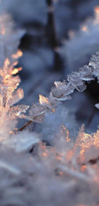 Close-up of frosted leaves with warm sunlight for mobile wallpaper.