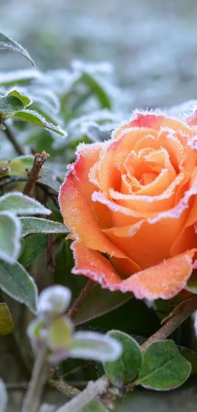 Frosted orange rose among green leaves, showcasing winter beauty.