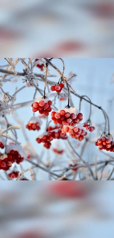 Frosted red berries on branches against a pastel blue sky background.