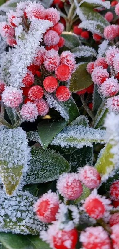 Frost-covered red berries with green leaves in winter scene.