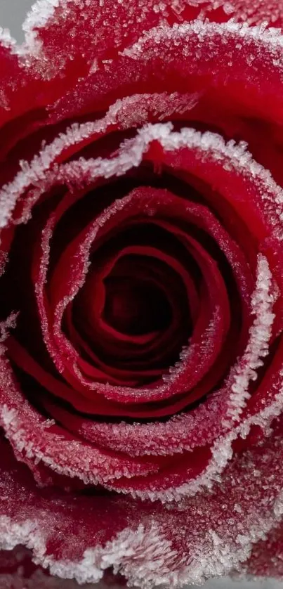 Close-up of a frosted red rose on a mobile wallpaper.