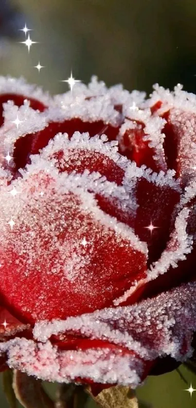 Frosted red rose in close-up view.