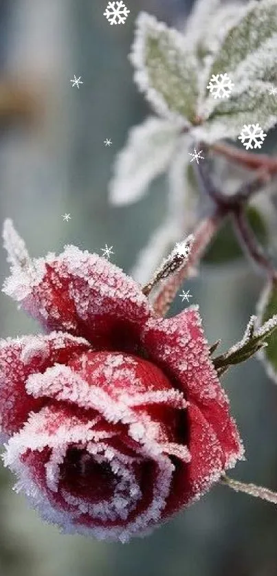 Frost-covered red rose with green leaves in winter scene.