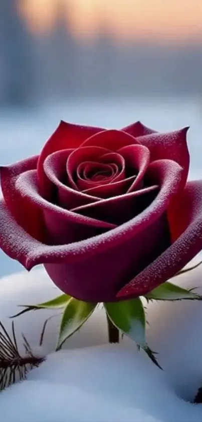 Frosted rose surrounded by snow in winter.