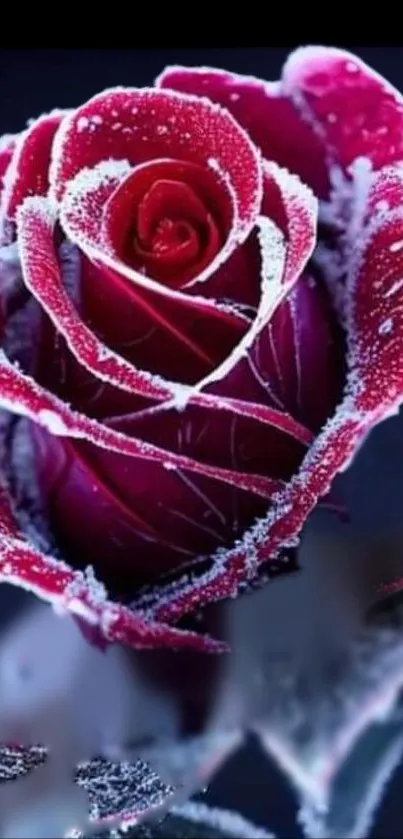 Close-up of a frosted red rose with ice crystals on petals.