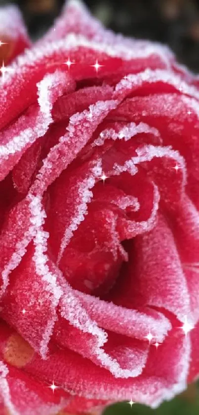 Frosted pink rose close-up with ice crystals.