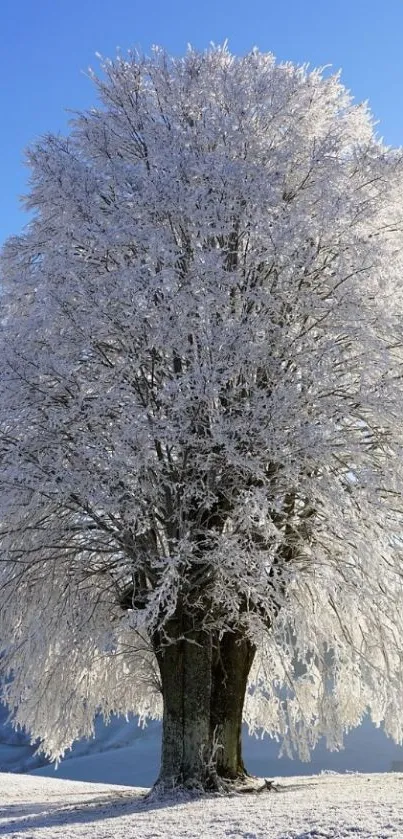 A frosted tree stands against a blue winter sky.