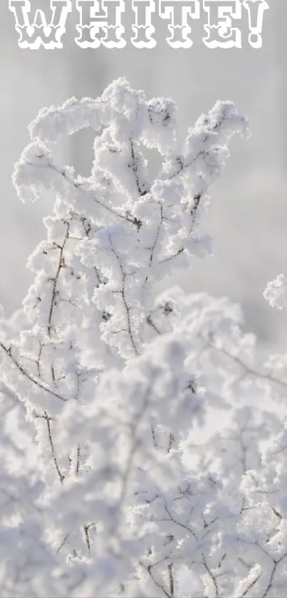 Snow-covered branches in white winter landscape wallpaper.