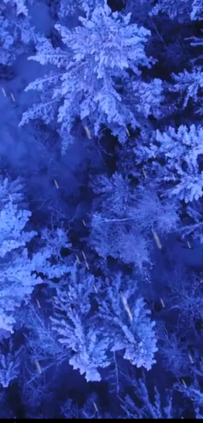 Aerial view of blue-hued snowy forest in winter.