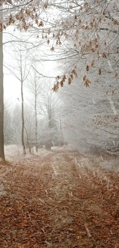 Serene autumn forest path with frosted trees and fallen leaves.