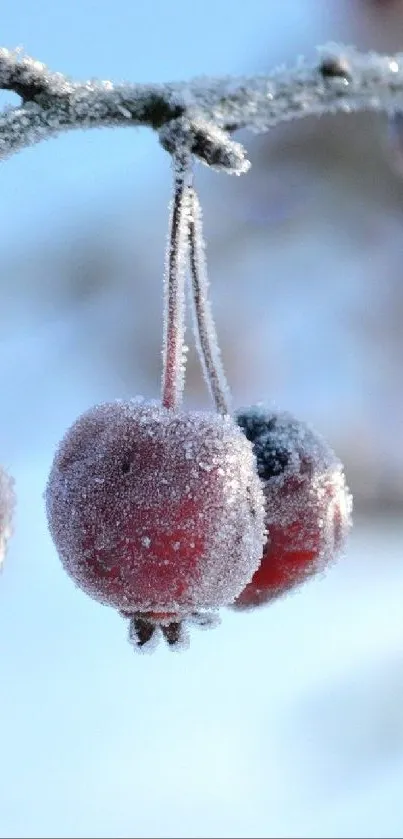 Frosted red berries on a winter branch.