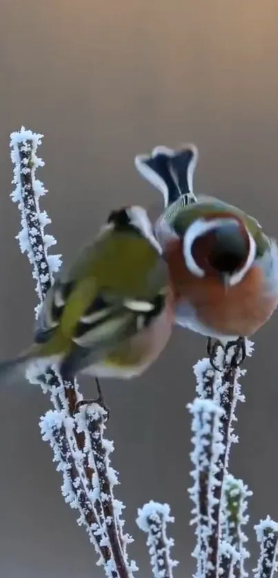 Two colorful birds perched on a frosty branch.