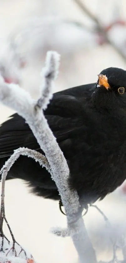 Blackbird perched on snowy branch with frost.