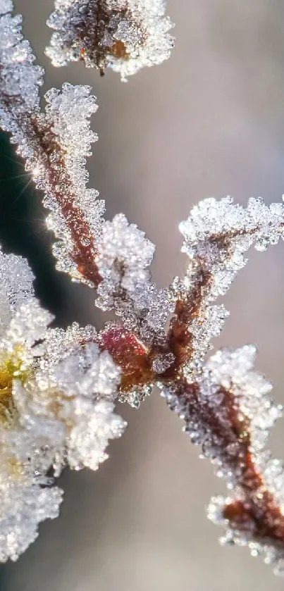 Close-up of a frosty flower with intricate ice crystals against a dark background.