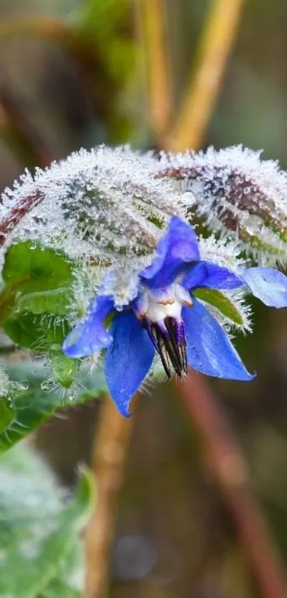 Frost-covered blue flower with green leaves in close-up view.