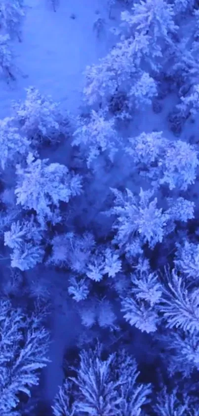 Aerial view of frosty blue forest trees in winter landscape.