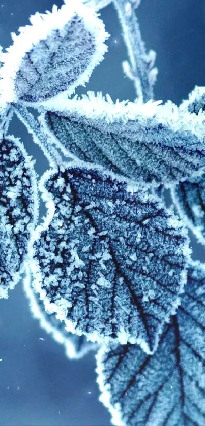 Close-up of frosty blue leaf in winter design.