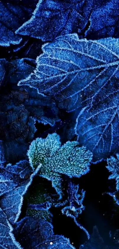 Frosty blue leaves with intricate texture.