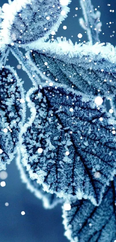 Close-up of frosty blue leaves in winter.
