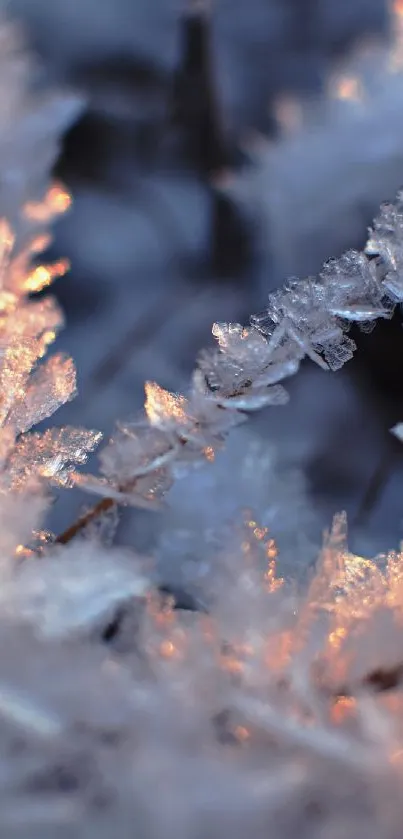 Intricate frost crystals with warm light on a blue background.